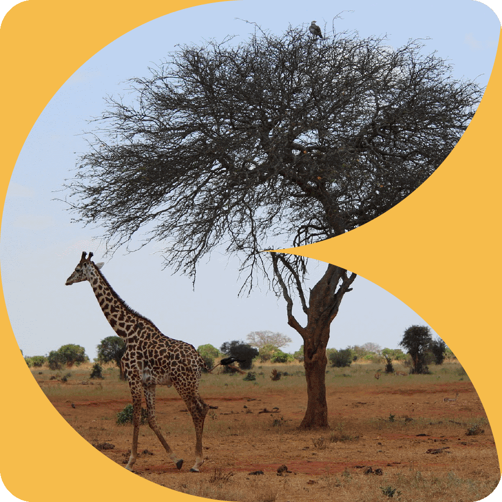 Oromo